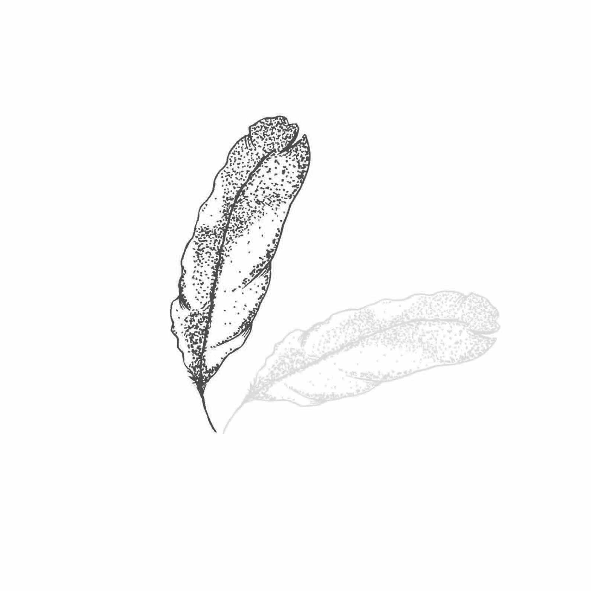 Dessin au trait fin d'une plume avec une ombre